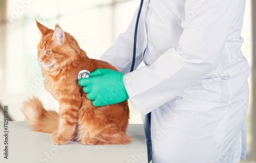 Veterinary doctor at vet clinic screening for cat,