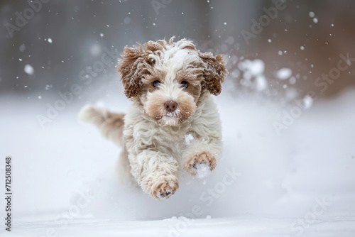 Funny cute labradoodle dog puppy running through snow forest and having fun in winter.