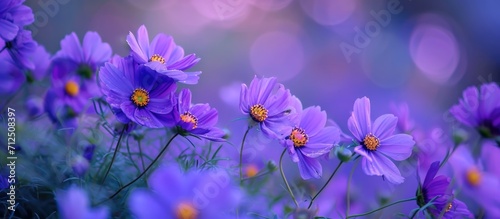 Blooming purple flowers in the garden.