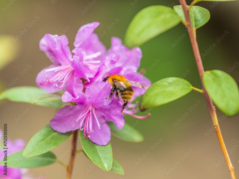 Pink flowers of Siberian rhododendron copy space. Rhododendron dauricum. Spring flowering of Altai rhododendron. Pink flowers of Siberian rhododendron copy space. Rhododendron dauricum. Spring flowering of Altai rhododendron.
