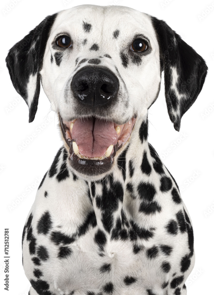 Head shot of happy smiling Dalmatian dog, sitting up facing front. Looking towards camera. Mouth open, showing tongue and teeth. Isolated cutout on a white background.