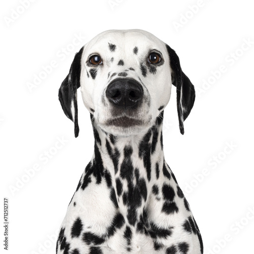Head shot of serious looking Dalmatian dog  sitting up facing front. Looking towards camera. Isolated cutout on a white background.
