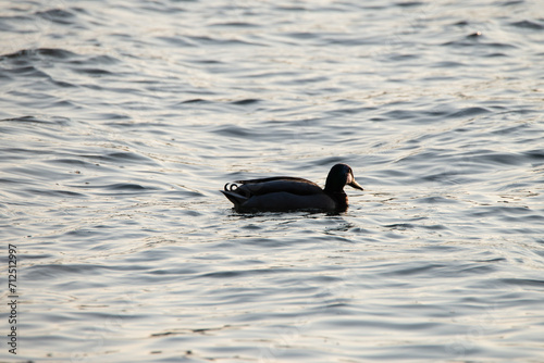Einsame Ente auf einem See