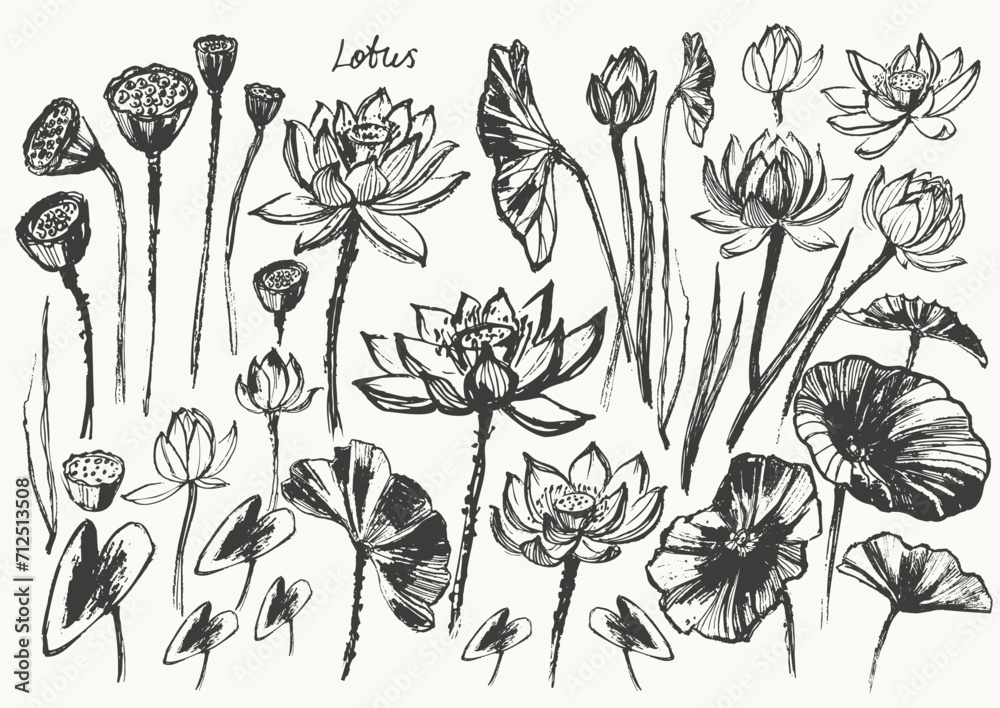 Hand drawn ink brush painting of lotus flowers, buds, leaves, branches