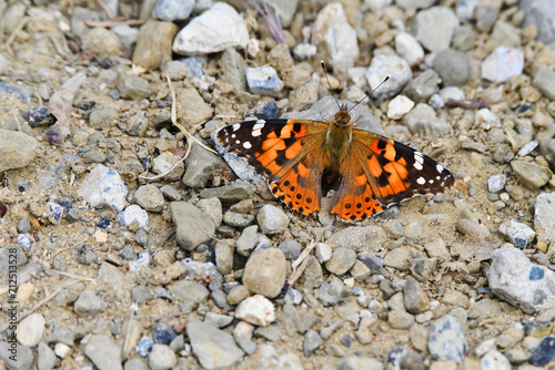 Grande farfalla, Toscana