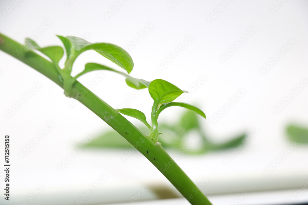 Malabar Spinach, Vine Spinach, Basella Spinach. Malabar Spinach, Vine Spinach, Basella Spinach.