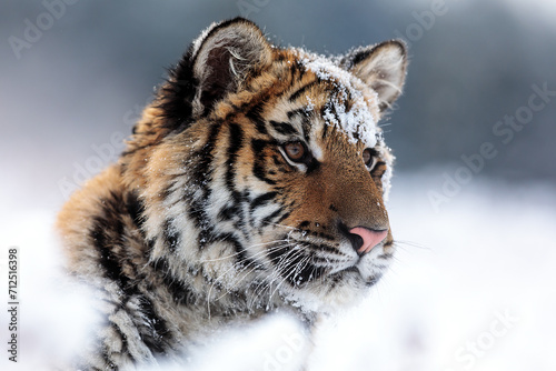 Siberian tiger (Panthera tigris tigris) Winter portrait with snow