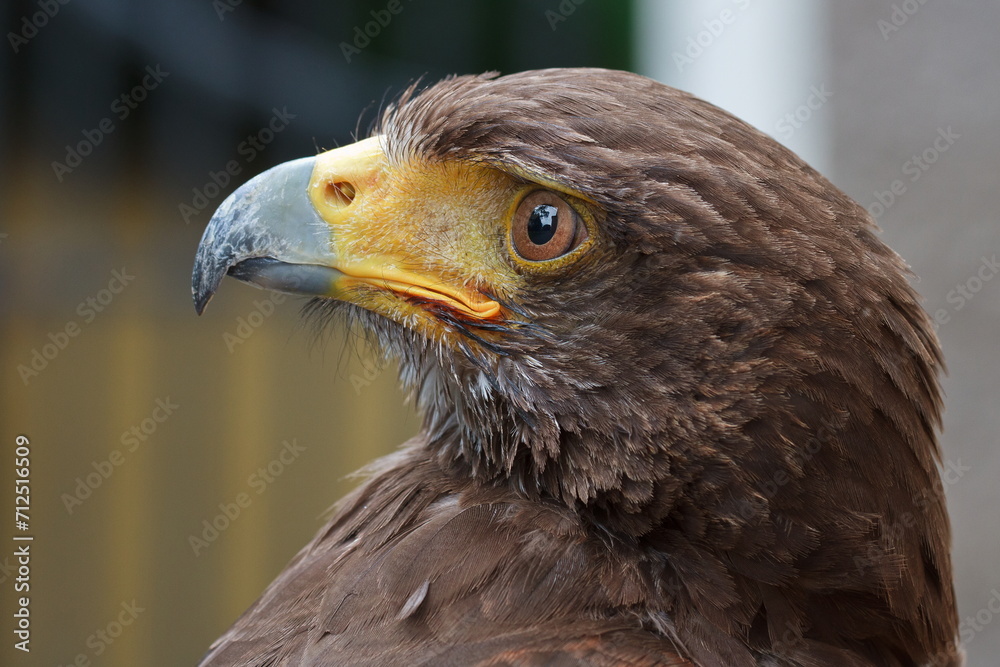 Obraz premium Harris's hawk (Parabuteo unicinctus) portrait very close up