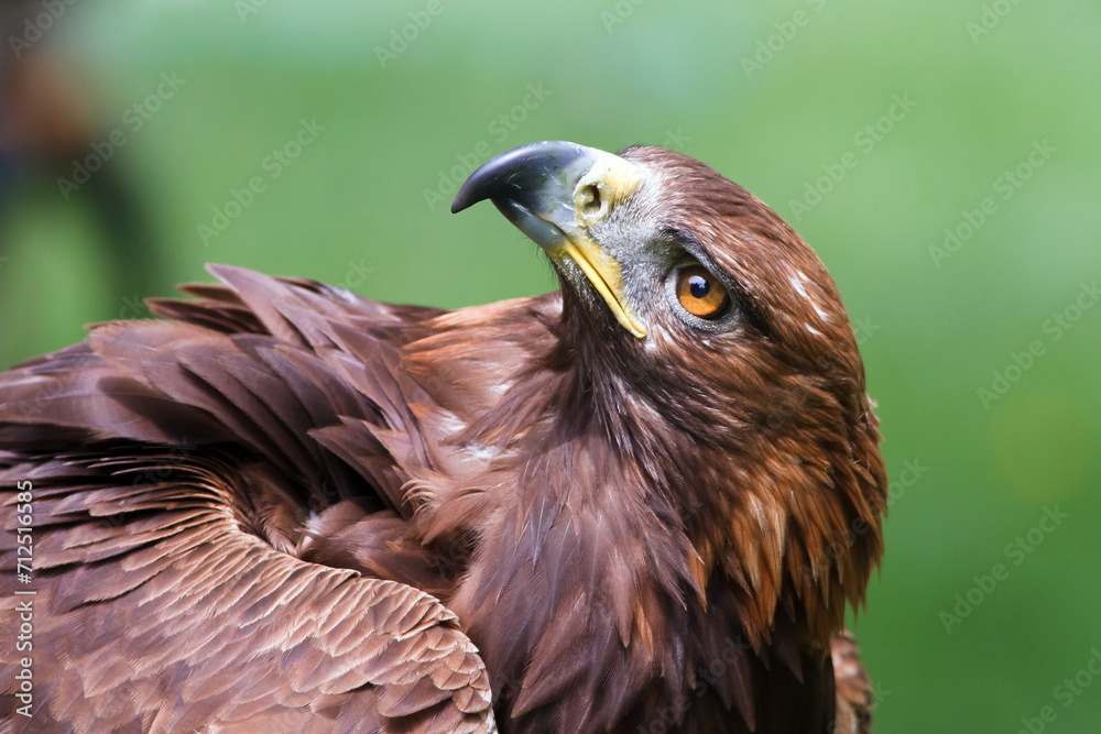 Fototapeta premium female golden eagle (Aquila chrysaetos) portrait very close up
