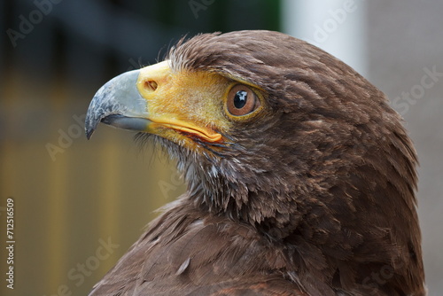 Harris's hawk (Parabuteo unicinctus) portrait very close up