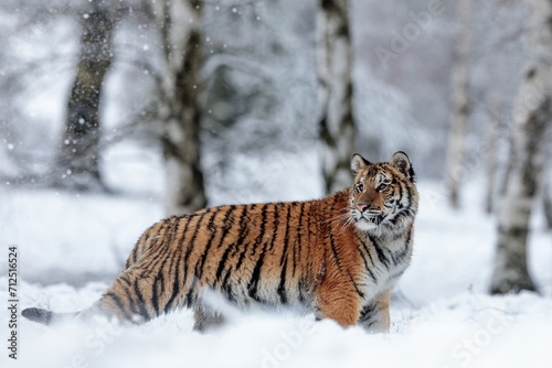 Siberian tiger (Panthera tigris tigris) winter tundra with snow