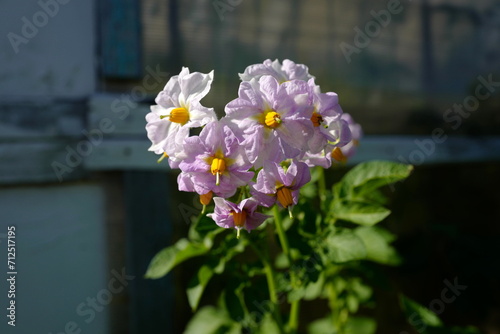 Potato flowering in summer