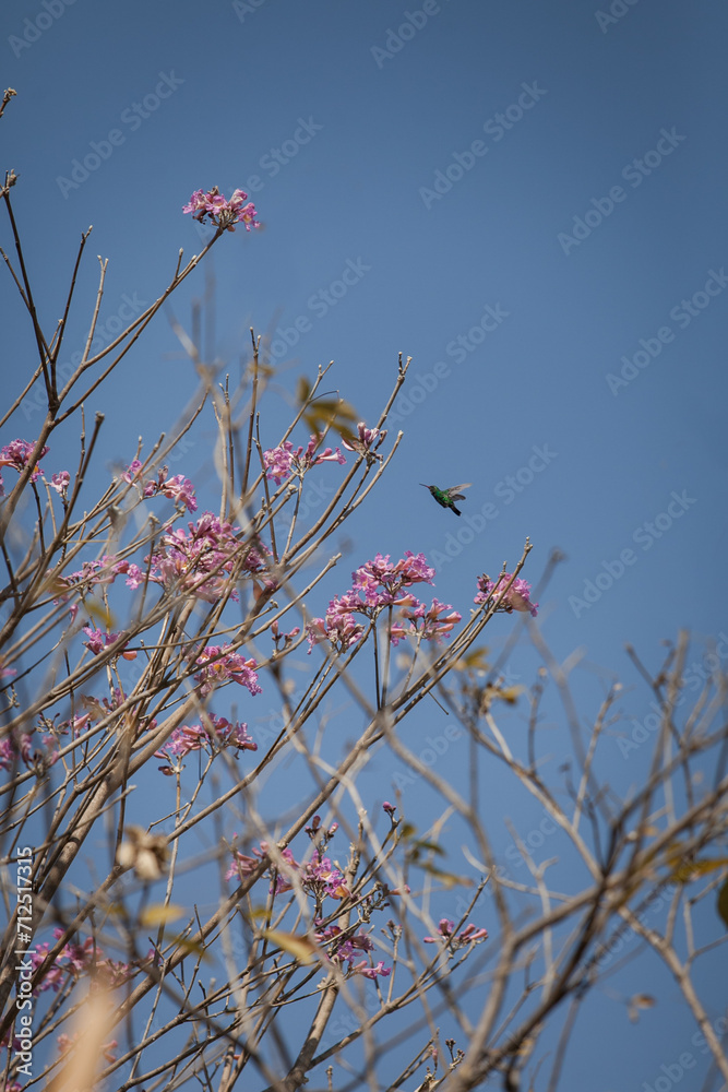 hummingbird flying