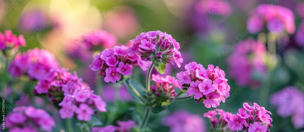 Numerous small pink verbena blooms