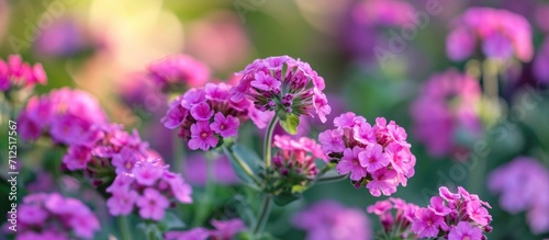 Numerous small pink verbena blooms