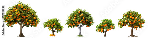 Set of orange trees with ripe delicious oranges, cut out