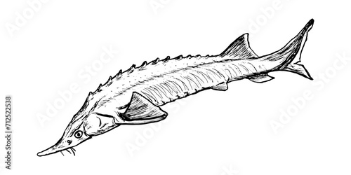 Fish sterlet sketch isolated on white background. Drawing of freshwater fish sturgeon. Dish for fish restaurant, menu design.