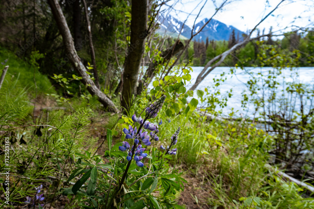 Lupinus nootkatensis, the Nootka lupine, perennial plant native to North America. (genus Lupinus, legume family, Fabaceae) Flowers are pea-like, blue to violet in color and grow in dense clusters. Lupinus nootkatensis, the Nootka lupine, perennial plant native to North America. (genus Lupinus, legume family, Fabaceae) Flowers are pea-like, blue to violet in color and grow in dense clusters.