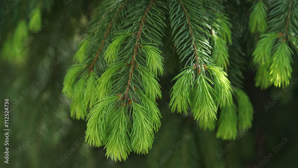 Fresh spruce branch in spring forest. Fir branches with fresh green shoots. Young growing fir tree sprouts on branch. Green buds. Natural coniferous background texture. Spring nature. Tree twig