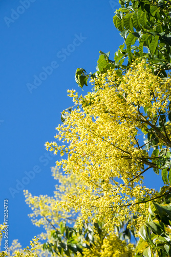 Beautiful flamegold rain tree flowers in the park. photo