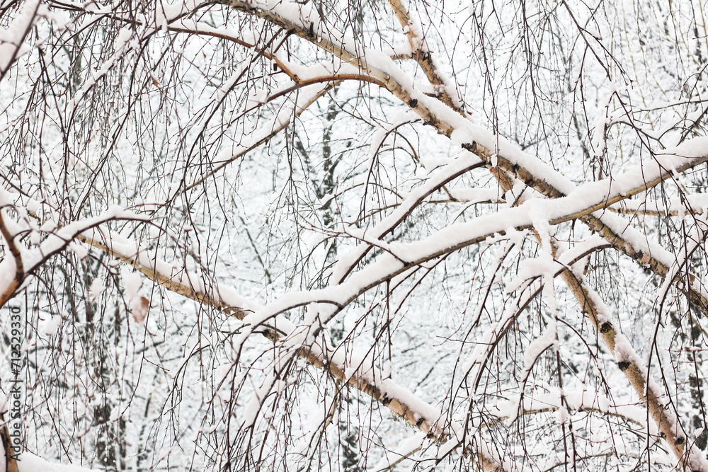 Black and white birch trees in winter on snow