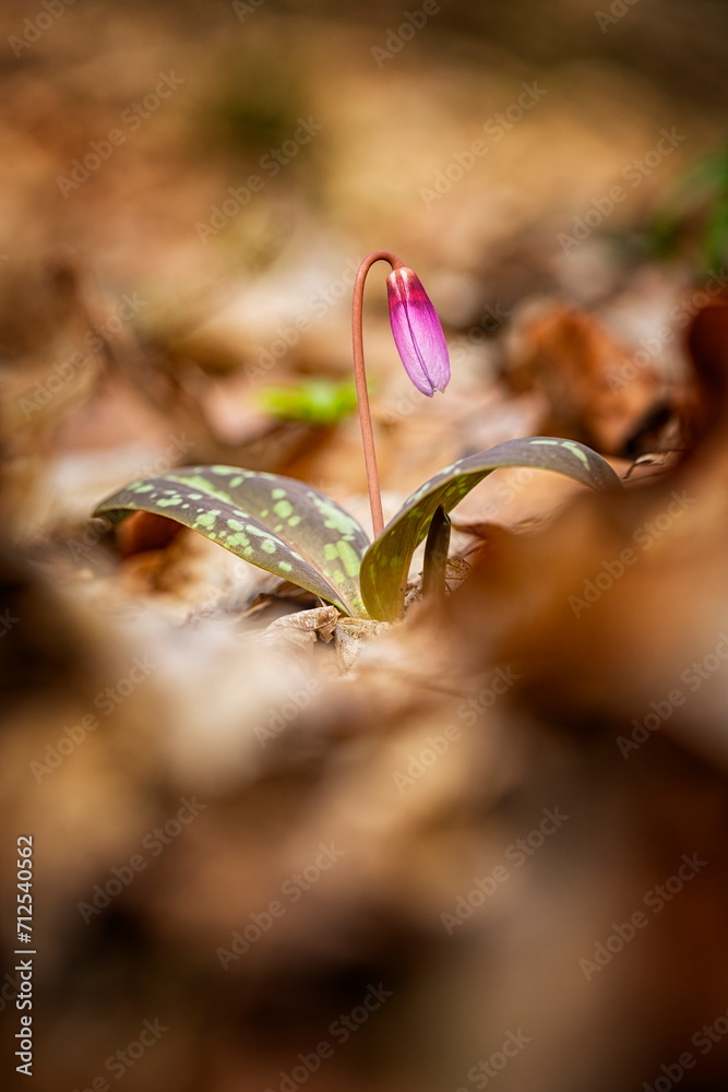 Erythronium dens-canis. It is the only species of the genus Erythronium growing in Europe. It is widespread in southern and central Europe. Free nature. A beautiful picture of a plant. Spring nature. Erythronium dens-canis. It is the only species of the genus Erythronium growing in Europe. It is widespread in southern and central Europe. Free nature. A beautiful picture of a plant. Spring nature.