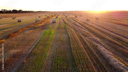 Many bales of wheat straw twisted into rolls with long shadows after wheat harvest lie on field during sunset sunrise. Flying over straw bales rolls on field. Aerial drone view. Agricultural landscape photo