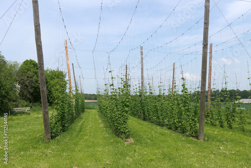 Hopfengarten photo