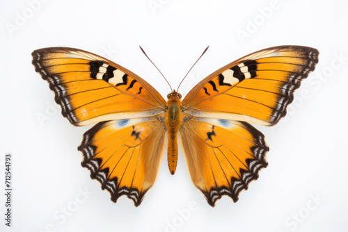 Vibrant Beauty: Close-up of a Colorful Butterfly with White Wings on a Bright Orange and Brown Background