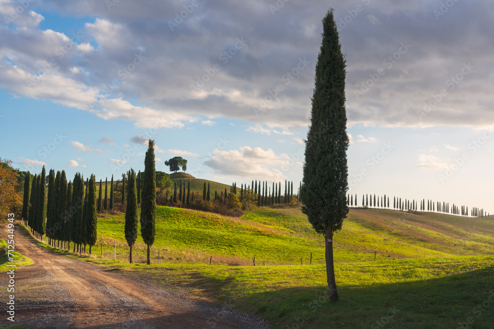 Cypresses and rural road. Lucignano d'Arbia, Tuscany region. Italy