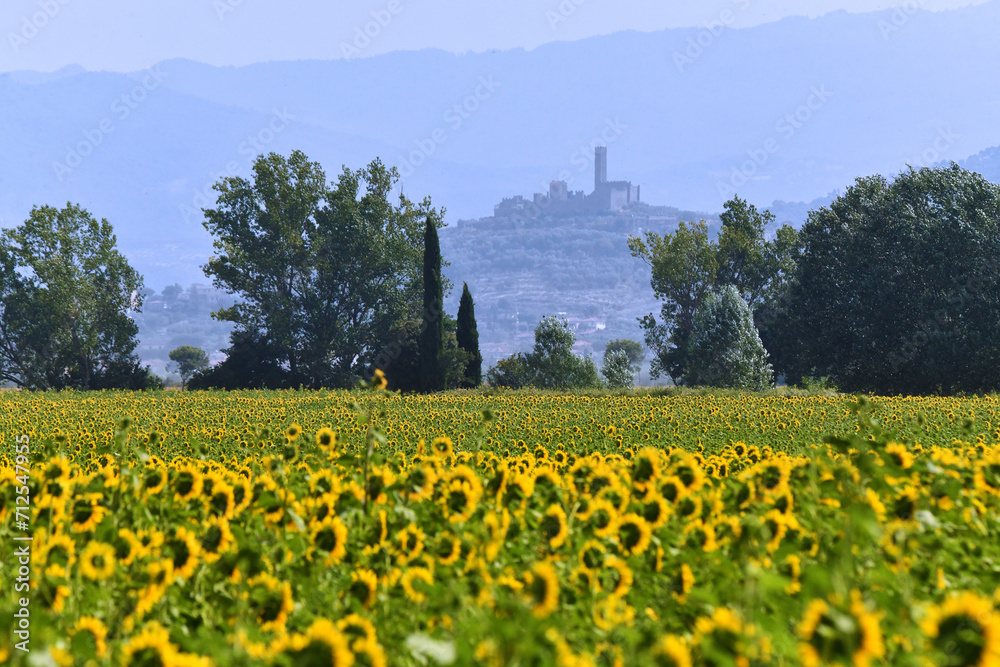 Girasoli e Castello di Montecchio Vesponi, Toscana Girasoli e Castello di Montecchio Vesponi, Toscana