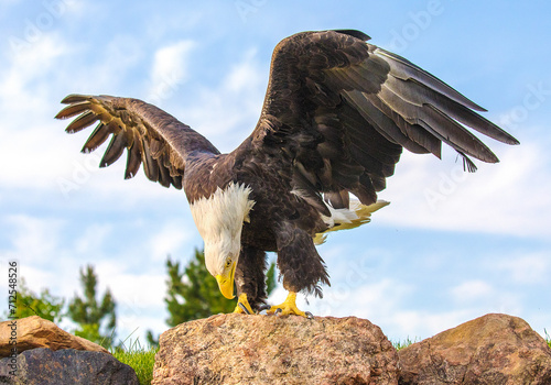 bald eagle perched on a rock with wings spread