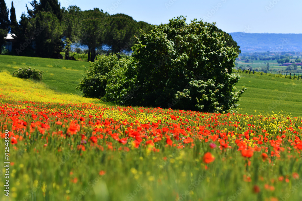 Idillio, Toscana Idillio, Toscana