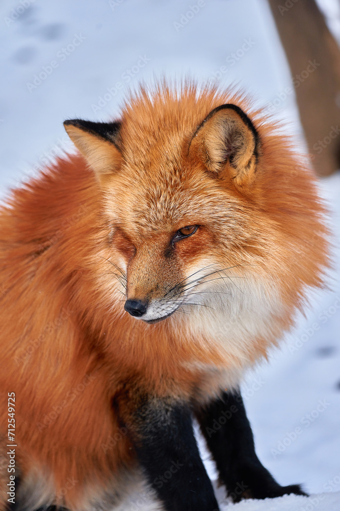 Naklejka premium 雪原で眠るキタキツネ