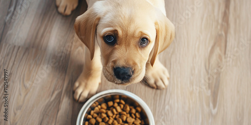 A light beige hungry Labrador puppy sits on the floor in the kitchen near a bowl of food and looks up. View from above. Concept of caring and feeding pets photo