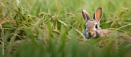 Rabbit checking the right side in the field.