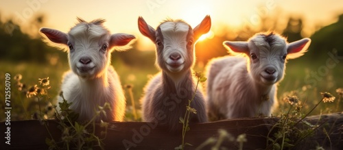 adorable goats © TheWaterMeloonProjec