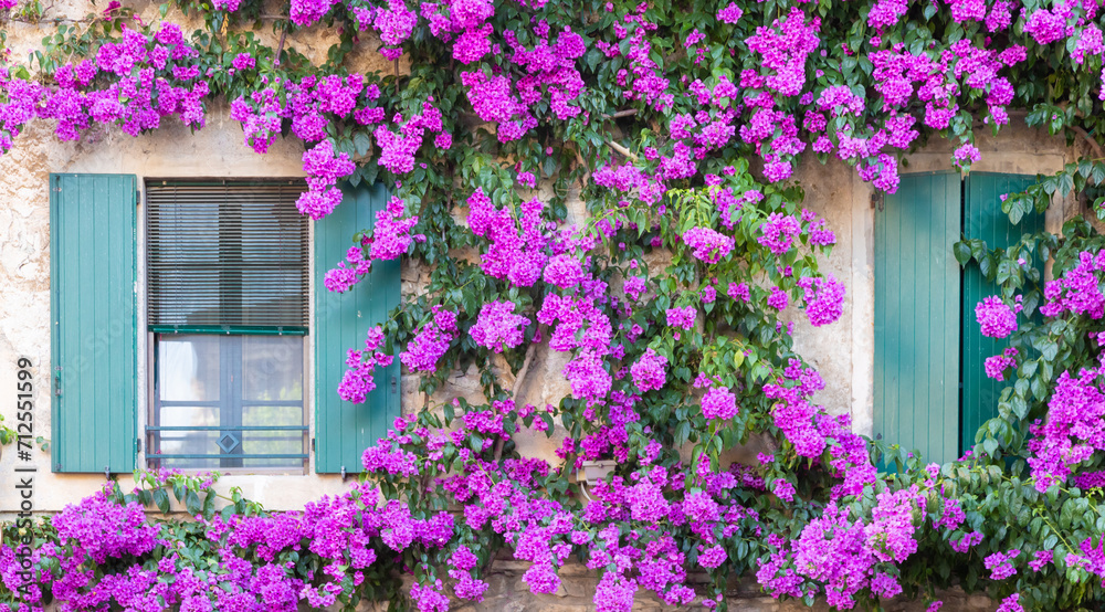 Blooming bouganville flower in summer season- exterior decoration of Italian home with traditional window.