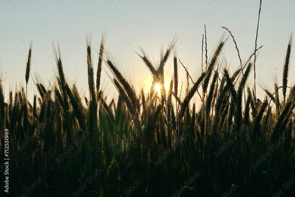 Obraz premium Roggenfeld im gegenlicht