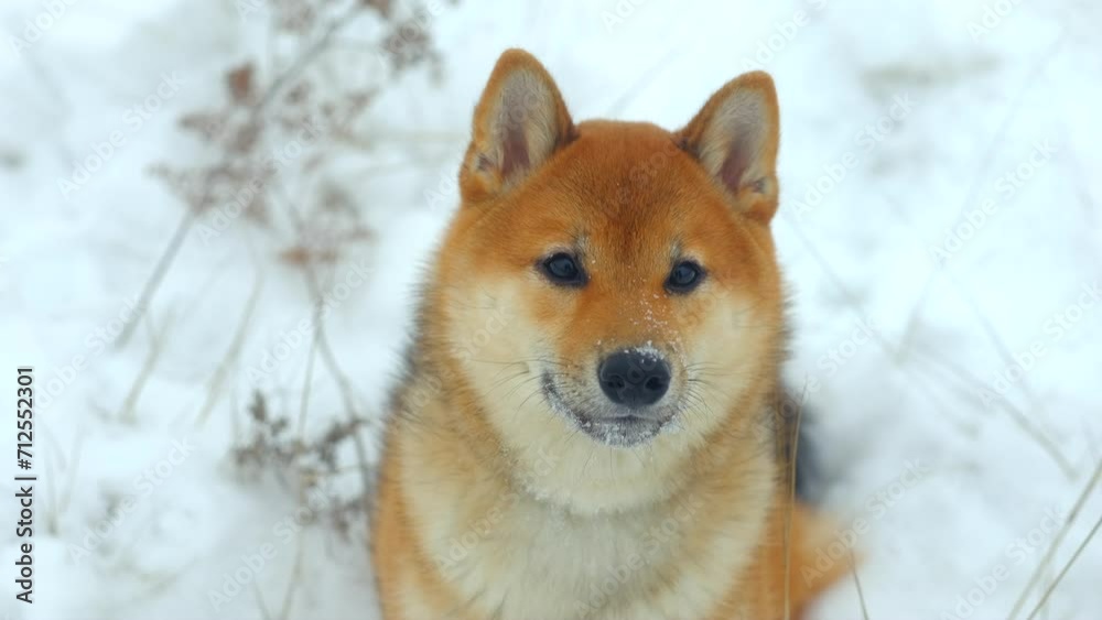 Portrait of a Japanese dog in the snow. Young cute dog of the Shiba Inu breed close up look at the camera outside in winter. Color red sesame Portrait of a Japanese dog in the snow. Young cute dog of the Shiba Inu breed close up look at the camera outside in winter. Color red sesame