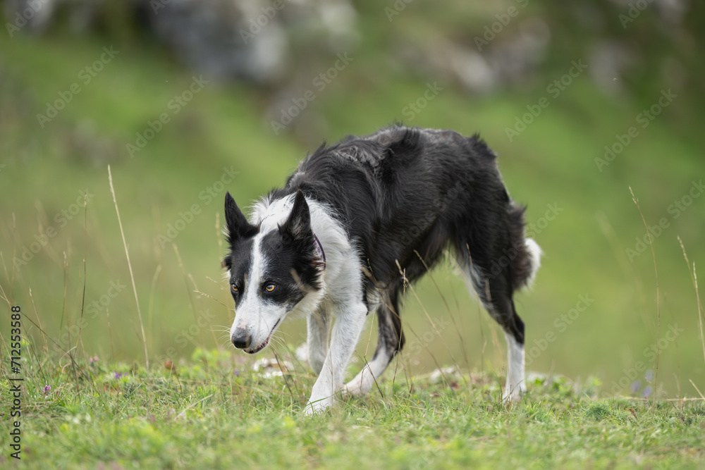 exploration of nature's bliss. a border collie's joyful journey in the outdoors