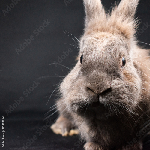 Lionhead rabbit, isolated on black background