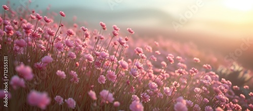 Sea Pink, known as Thrift, is a widespread perennial found in various habitats like coastal marshes, cliffs, heaths, mountains, and roads. photo