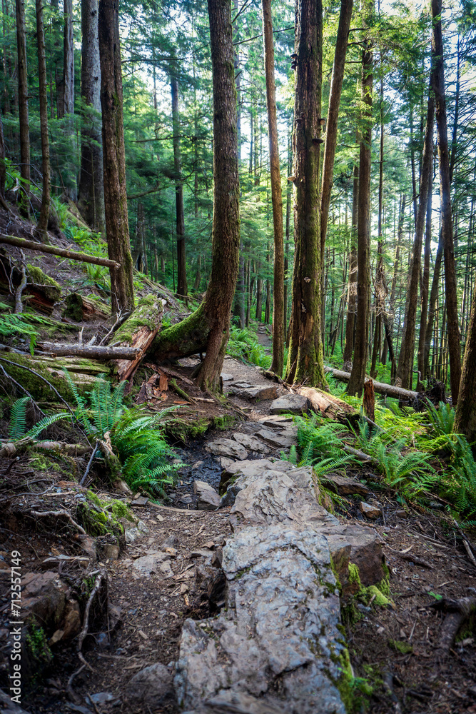 Rainbird Hiking Trail in Tongass National Forest in Ketchikan, Alaska. Sitka spruce, ferns, and rocky trail through temperate rain forest. Rainbird Hiking Trail in Tongass National Forest in Ketchikan, Alaska. Sitka spruce, ferns, and rocky trail through temperate rain forest.