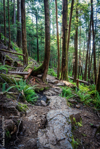 Rainbird Hiking Trail in Tongass National Forest in Ketchikan, Alaska. Sitka spruce, ferns, and rocky trail through temperate rain forest. 