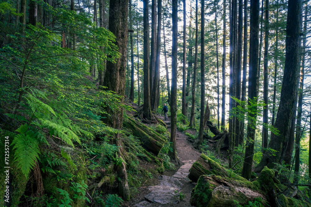 Rainbird Hiking Trail in Tongass National Forest in Ketchikan, Alaska. Sitka spruce, ferns, and rocky trail through temperate rain forest.  