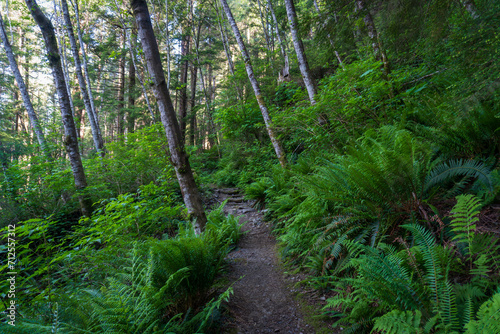 Rainbird Hiking Trail in Tongass National Forest in Ketchikan, Alaska. Sitka spruce, ferns, and rocky trail through temperate rain forest. 