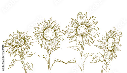 Hand drawn sunflowers with leaves in line style. Vector illustration
