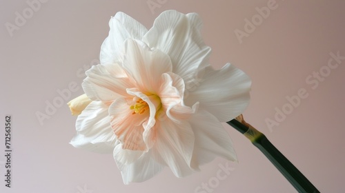  a white flower with a yellow stamen in the middle of the flower, against a pale pink sky background.