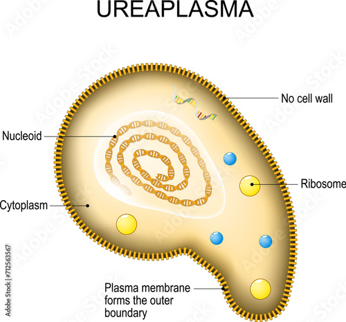 Ureaplasma anatomy. Cell structure